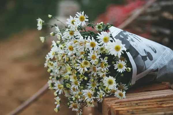 Ý nghĩa của hoa cúc họa mi và thông tin cần biết