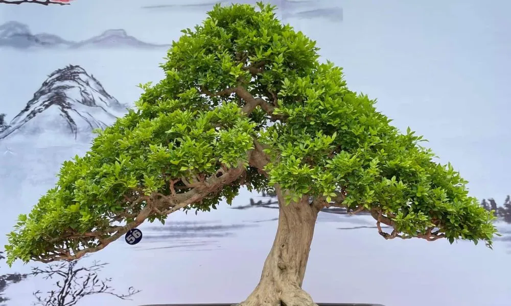 Ý nghĩa của Nguyệt Quế trong phong thủy, được coi là biểu tượng của may mắn và tài lộc