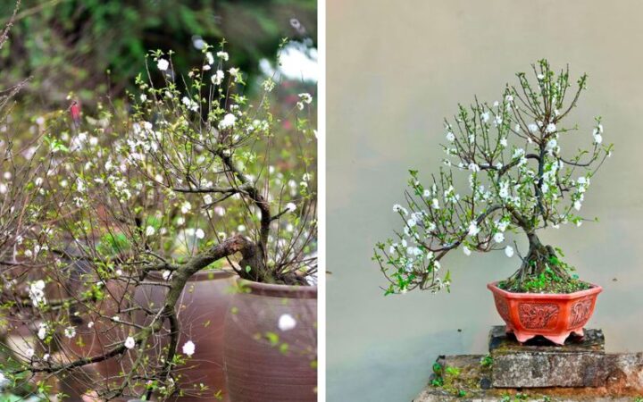 Cách Chăm Sóc Cây Mai Trắng Toàn Diện Để Đảm Bảo Ra Hoa Đúng Dịp Tết
