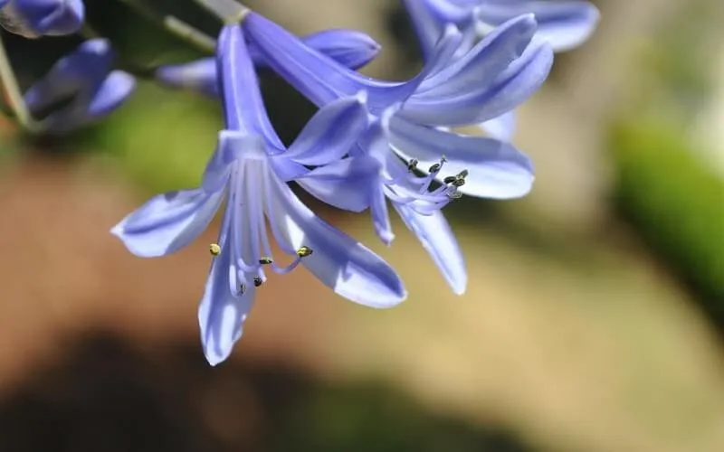 Ý nghĩa hoa Thanh Anh tượng trưng cho tình yêu cao thượng