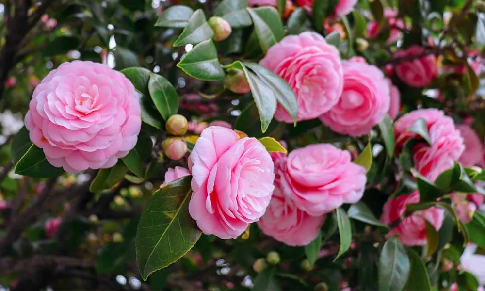 Ý nghĩa hoa Trà My hồng