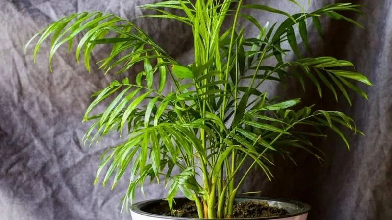 Ý nghĩa phong thủy cây cau Nhật