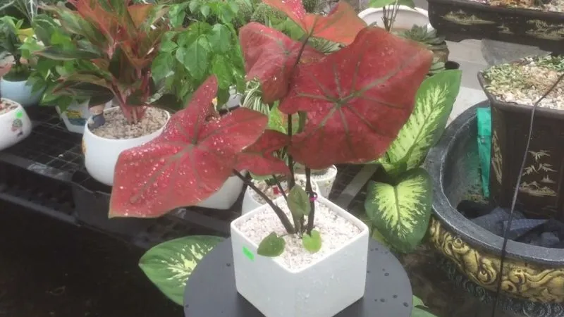 Ý nghĩa phong thuỷ cây môn kiểng