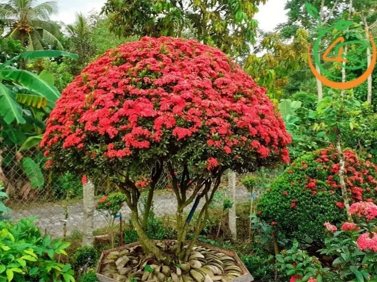 Ý nghĩa phong thủy của cây bông trang được cho là mang lại tài lộc và thịnh vượng nhờ sắc hoa rực rỡ, giúp gia chủ đón nhận năng lượng tích cực