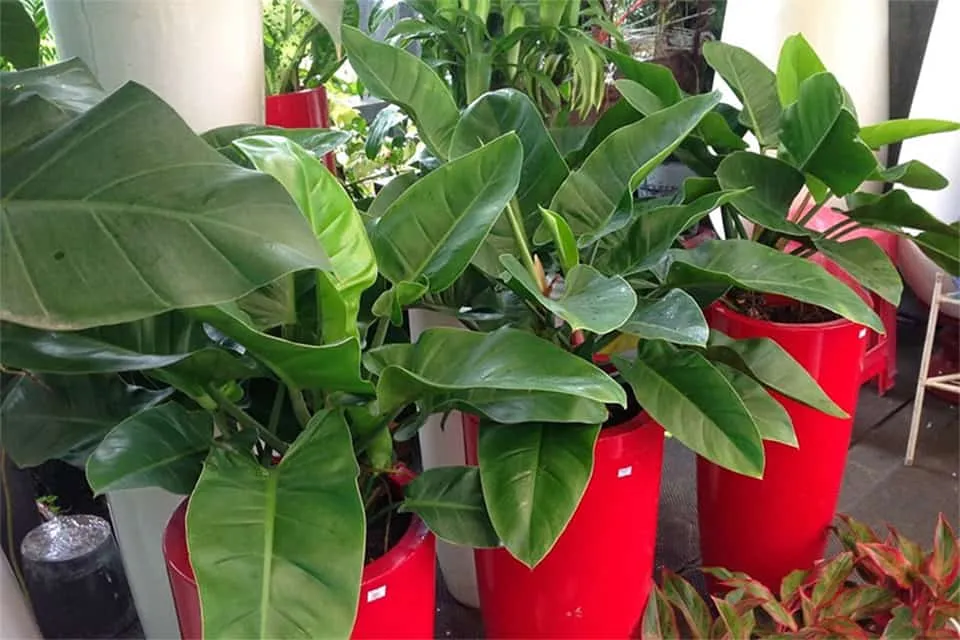 Ý nghĩa phong thủy của cây Đại Đế Vương đối với các mệnh