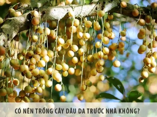 Tại Sao Không Nên Trồng Cây Dâu Trước Nhà Dựa Trên Phong Thủy Và Thực Tiễn