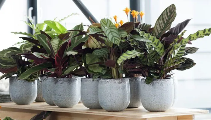 Ý nghĩa phong thủy của cây đuôi công là gì?