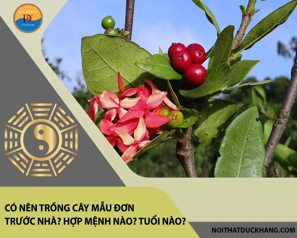 Ý nghĩa phong thủy của cây mẫu đơn với nhiều màu sắc khác nhau, có nên trồng cây mẫu đơn trước nhà