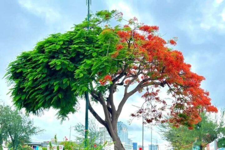 Có Nên Trồng Cây Phượng Trước Nhà: Phân Tích Chuyên Sâu Từ Góc Độ Phong Thủy Và Kỹ Thuật