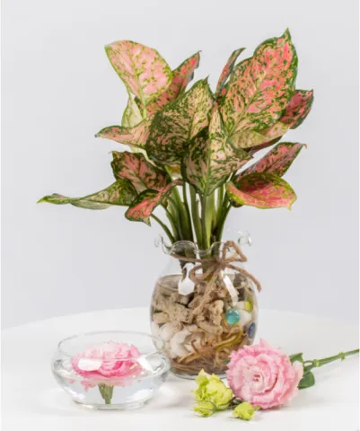 Ý nghĩa phong thủy của cây vạn lộc thủy sinh và cách trồng cây hiệu quả