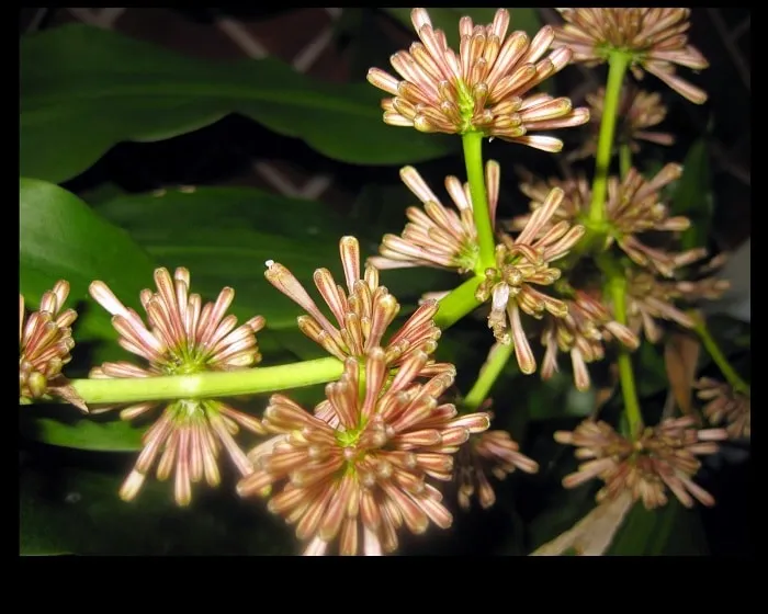 Ý nghĩa phong thủy của hoa Thiết Mộc Lan