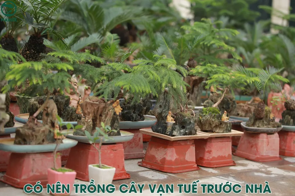 Ý nghĩa phong thủy khi trồng cây Vạn Tuế trước nhà