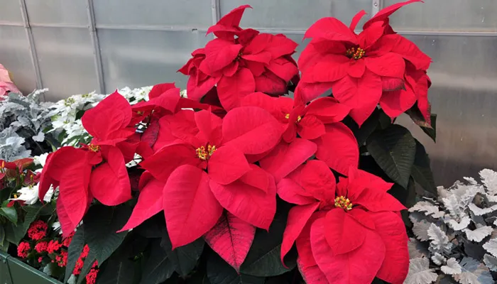 Ý nghĩa phong thủy và biểu tượng may mắn của cây hoa trạng nguyên màu đỏ