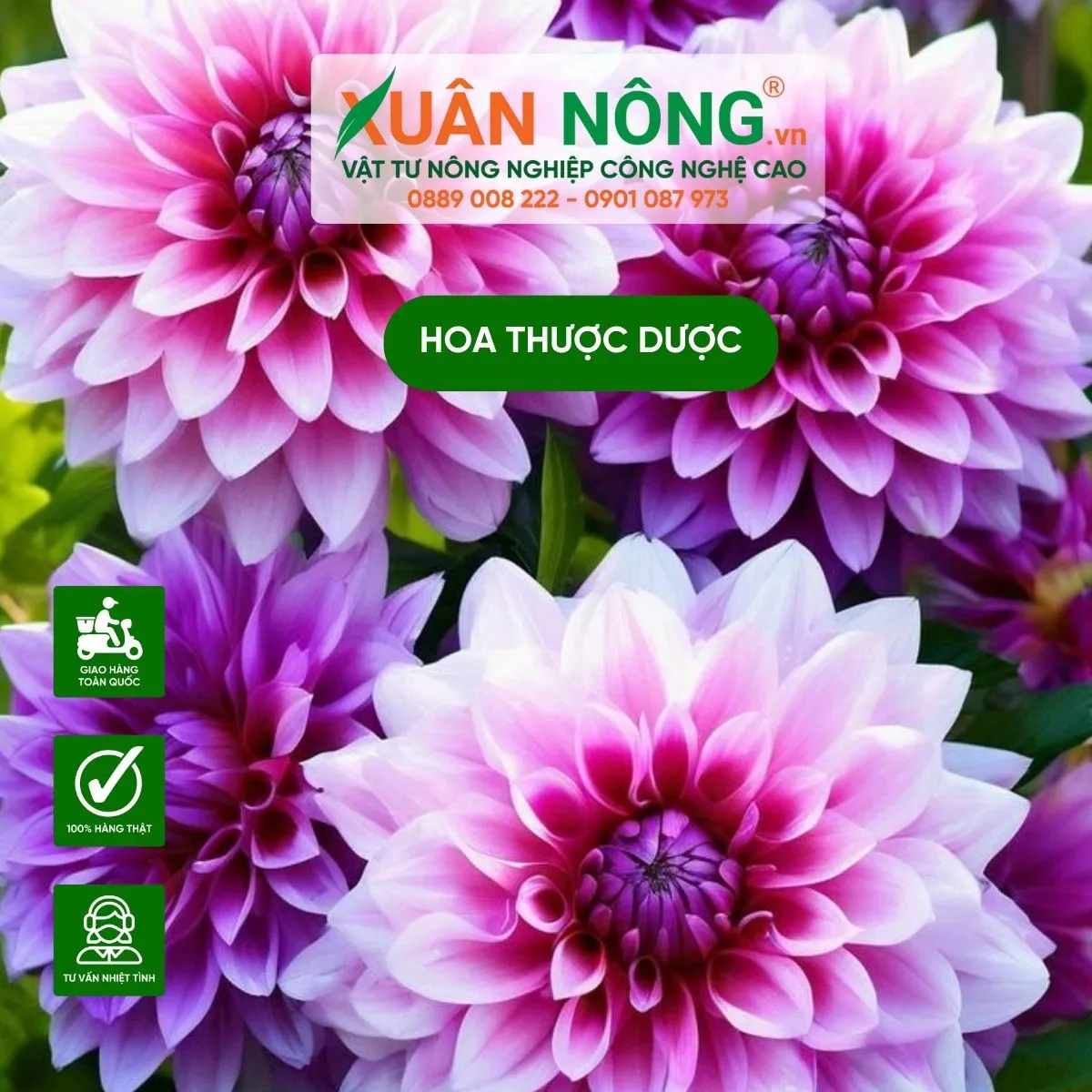 Ý nghĩa phong thủy và giá trị trang trí của hoa thược dược màu tím