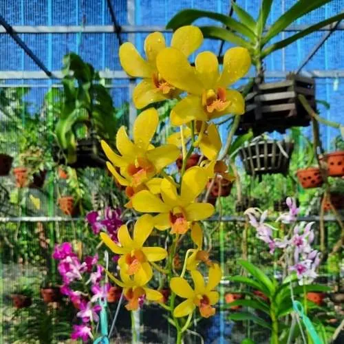 Ý nghĩa phong thủy và màu sắc đa dạng của hoa phong lan