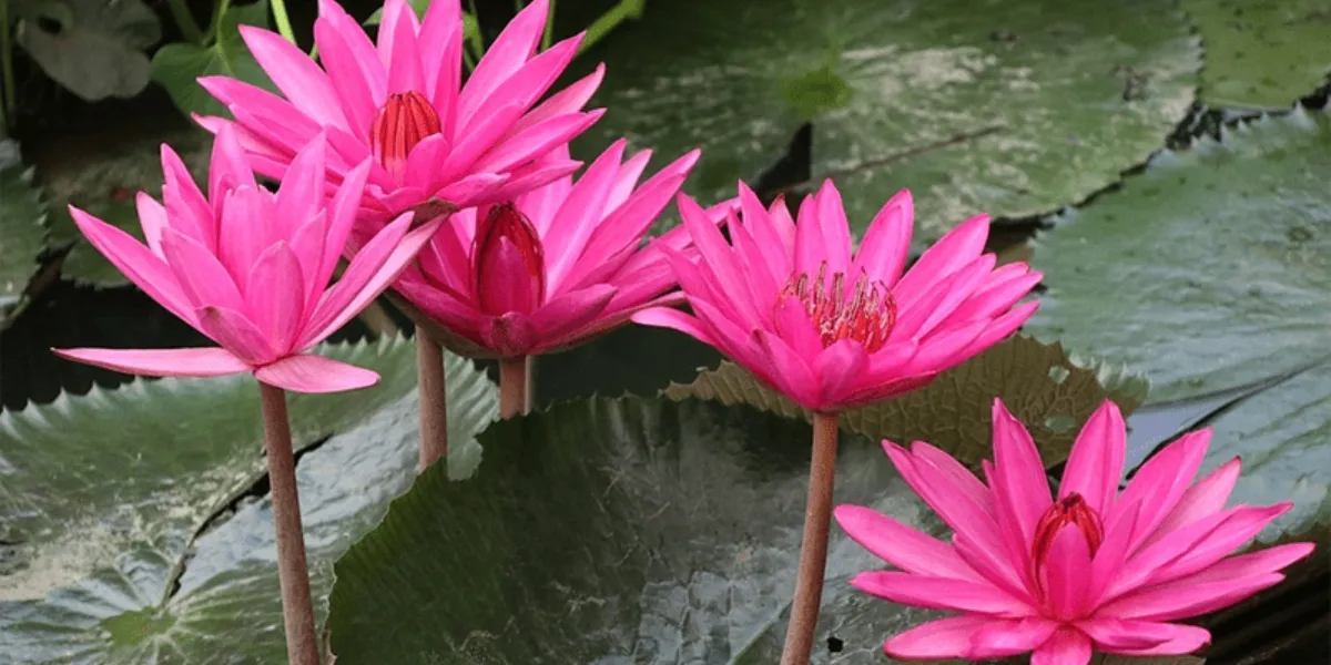 Ý nghĩa phong thủy và trang trí của việc trồng hoa trong chậu