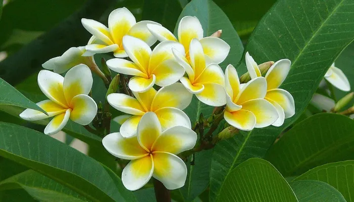 Ý nghĩa phong thủy và văn hóa của cây hoa sứ, biểu tượng cho sự sung túc và an lành.