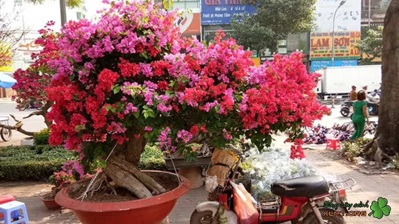 Ý nghĩa phong thủy và vẻ đẹp mộc mạc của hoa giấy mỹ rực rỡ sắc màu