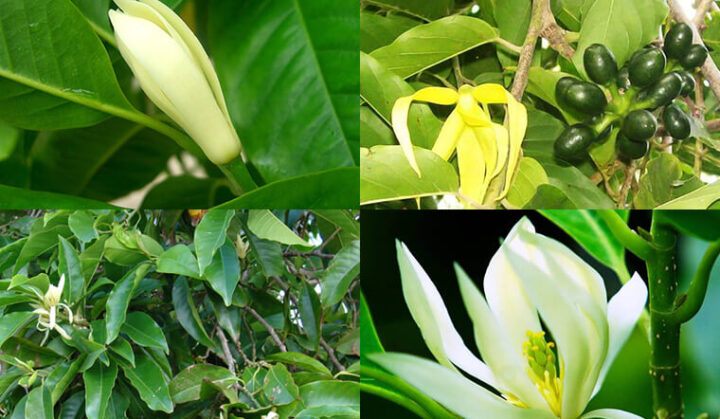 Có Nên Trồng Cây Ngọc Lan Trước Cửa Nhà Không? Đánh Giá Phong Thủy Và Lợi Ích