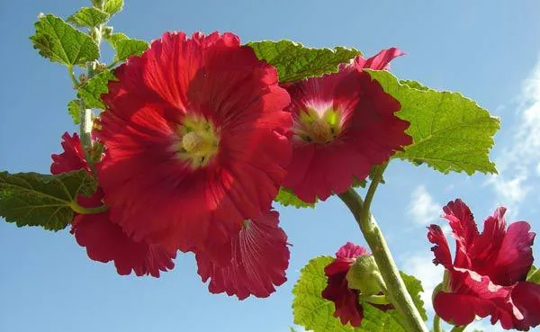 Ý nghĩa và công dụng tuyệt vời của hoa mãn đình hồng trong đời sống