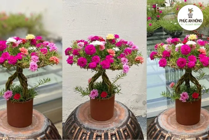 Ý tưởng tạo hình bonsai từ hoa mười giờ, đòi hỏi kỹ thuật cách chăm sóc cây mười giờ đặc biệt.