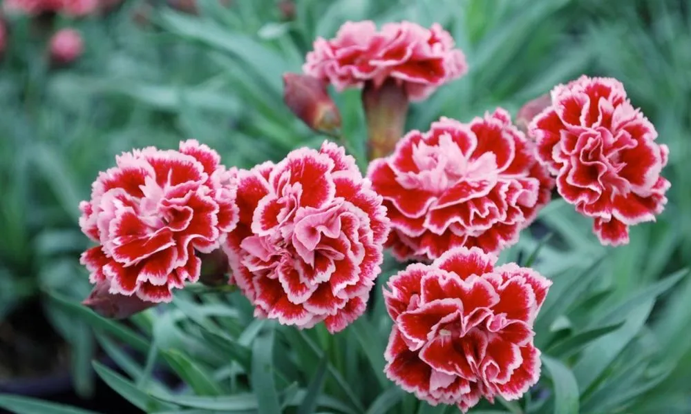 Yêu cầu về ánh sáng, nhiệt độ và đất trồng cho cây cẩm chướng phát triển