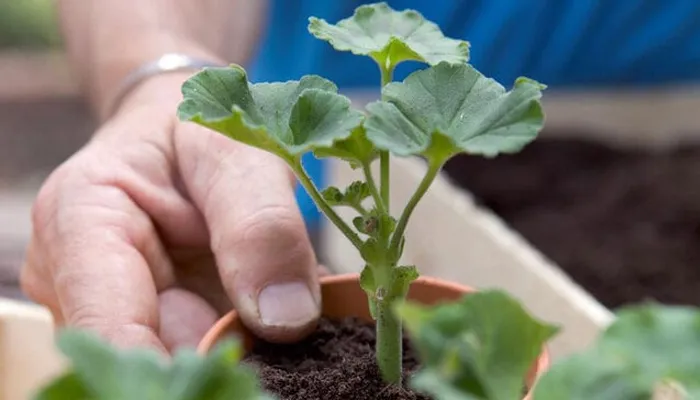 Yêu cầu về chậu và hệ thống thoát nước là yếu tố then chốt để trồng hoa phong lữ thảo thành công