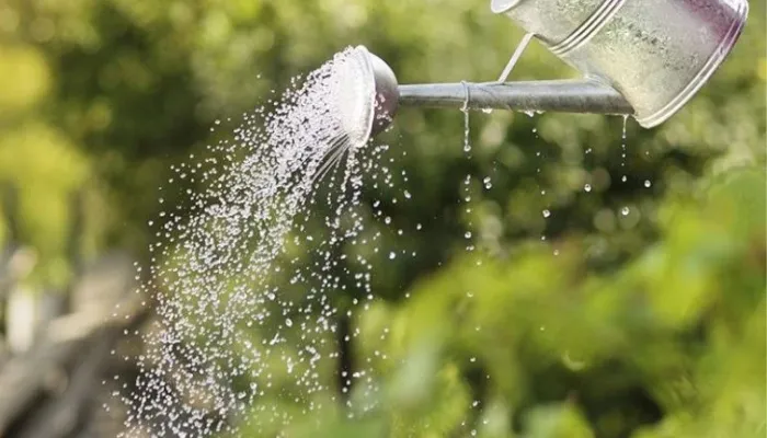 Yêu cầu về nước tưới, nhiệt độ và ánh sáng mặt trời cần thiết để hoa sứ sinh trưởng tối ưu trong môi trường chậu cảnh.