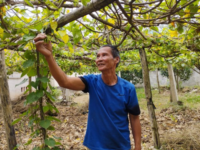 Cách Trồng Cây Bông Thiên Lý Chi Tiết Và Kỹ Thuật Chăm Sóc Đạt Năng Suất Cao
