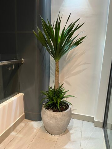 Trong Nhà Nên Trồng Những Cây Gì: Hướng Dẫn Toàn Diện Về Lựa Chọn Cây Cảnh