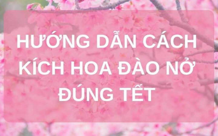 Cách Chăm Sóc Cây Hoa Đào Toàn Diện: Kỹ Thuật Kích Hoa Đúng Dịp Tết