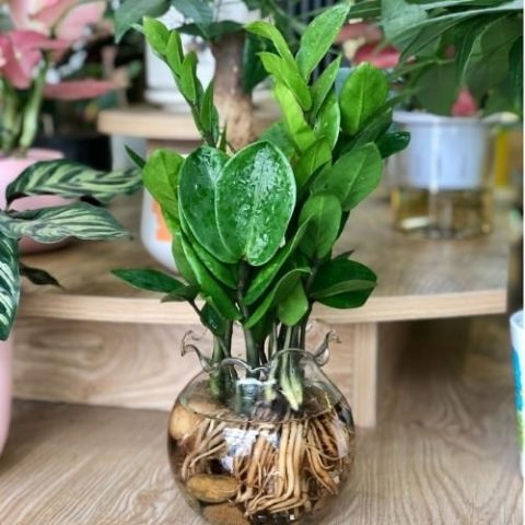 Cách Trồng Cây Kim Tiền Thủy Sinh Từ A Đến Z Đạt Hiệu Quả Cao