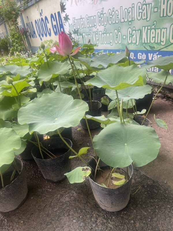 Cách Trồng Hoa Sen Nước Toàn Diện: Kỹ Thuật Chuyên Sâu Cho Người Mới Bắt Đầu