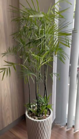 Cách Chăm Sóc Cây Dừa Mới Trồng: Kỹ Thuật Chuyên Sâu Từ A Đến Z