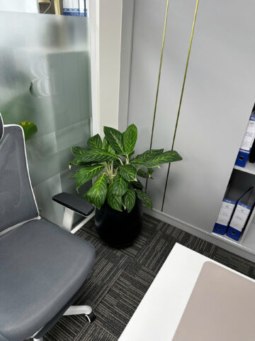 Cách Trồng Và Chăm Sóc Cây Bạch Mã Hoàng Tử Đạt Chuẩn Chuyên Gia