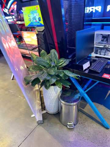 Cách Trồng Và Chăm Sóc Cây Bạch Mã Hoàng Tử Đạt Chuẩn Chuyên Gia