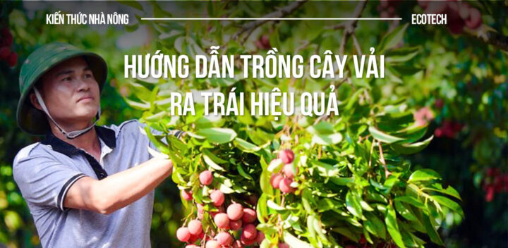 Cách Trồng Và Chăm Sóc Cây Hẹ Hiệu Quả Đạt Năng Suất Cao Nhất