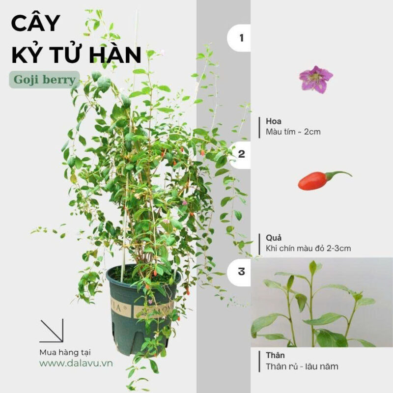 Cách Trồng Cây Kỷ Tử: Kỹ Thuật Gieo Trồng Và Chăm Sóc Toàn Diện