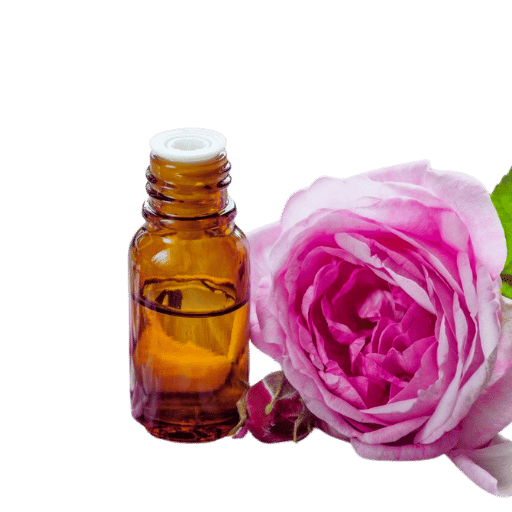 Cách Trồng Hoa Ông Lão Bằng Củ Đạt Năng Suất Cao, Ra Hoa Đúng Vụ