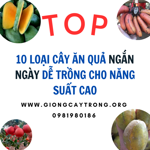 Cách Trồng Cây Ăn Quả Nhanh Lớn Đạt Năng Suất Cao