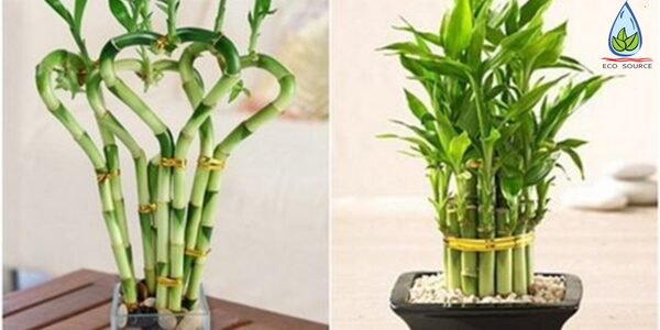 Cách Trồng Cây Phát Tài: Hướng Dẫn Chuyên Sâu Từ A Đến Z Đảm Bảo Cây Phát Triển Khỏe Mạnh