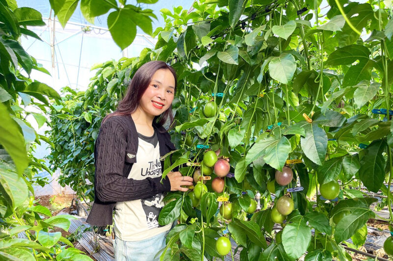 Cách Trồng Cây Cần Sa Trong Nhà: Hướng Dẫn Kỹ Thuật Trồng Và Chăm Sóc Chanh Dây Chuẩn Nhất