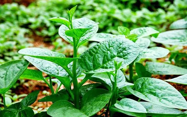 cách trồng cây dưa hấu từ hạt – Toàn Bộ Quy Trình Từ A Đến Z