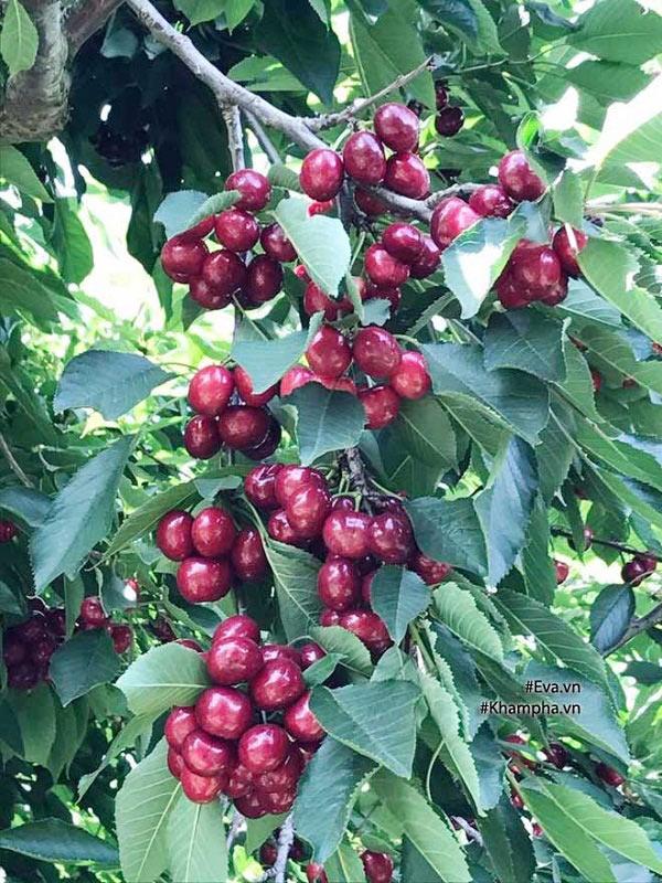 Cách Trồng Cây Cherry Mỹ Chi Tiết Cho Quả Sai Trĩu Cành