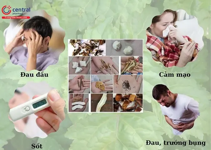 7 bài thuốc chứa cây hoắc hương và cách trồng chi tiết