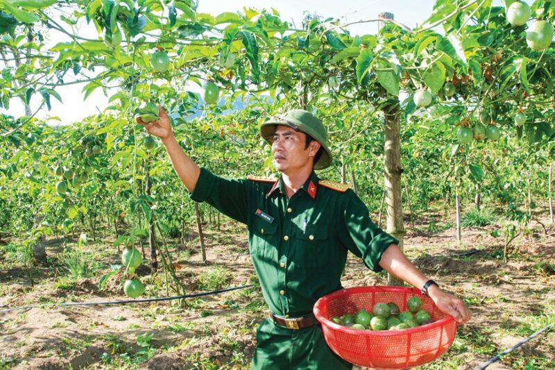 Kỹ Thuật Trồng Chanh Dây: Hướng Dẫn Toàn Diện Từ A Đến Z