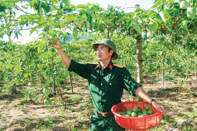 Hướng Dẫn Kỹ Thuật Trồng Chanh Dây Chi Tiết Từ A Đến Z Đạt Năng Suất Cao