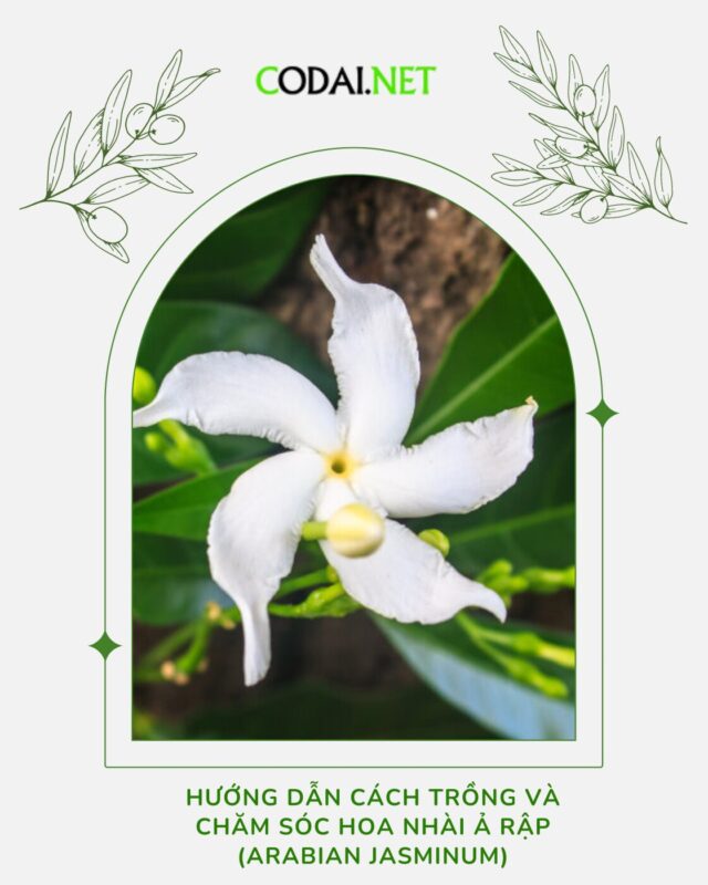Cách Trồng Hoa Nhài Leo: Hướng Dẫn Chi Tiết Từ A Đến Z