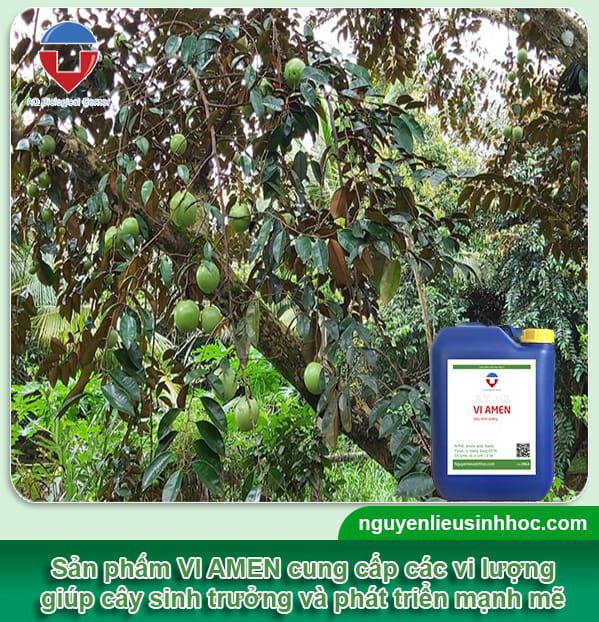 Cách Chăm Sóc Cây Vú Sữa Ra Quả Đạt Năng Suất Cao Và Chất Lượng Tối Ưu