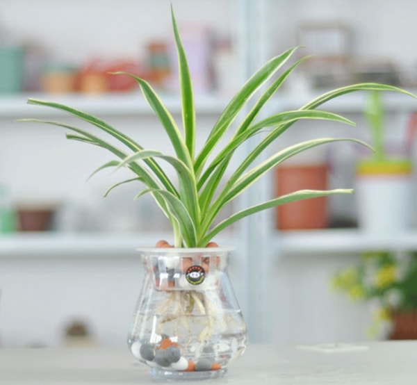 Cách Trồng Cây Dây Nhện Thủy Sinh Toàn Diện Và Chăm Sóc Đúng Kỹ Thuật